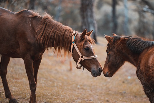 Hoofbeats Sanctuary’s Go Remarkable Equine Therapy Program for Girls